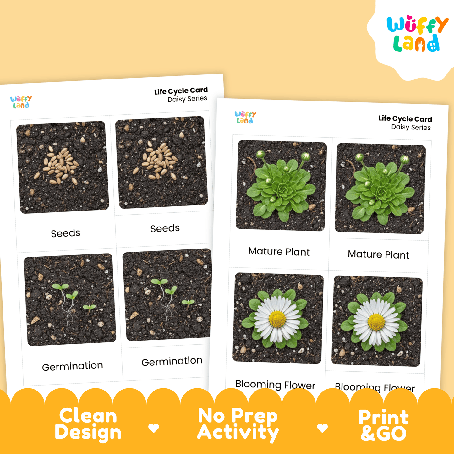 Daisy Life Cycle Montessori 3-Part Cards - Science Botany Flashcards