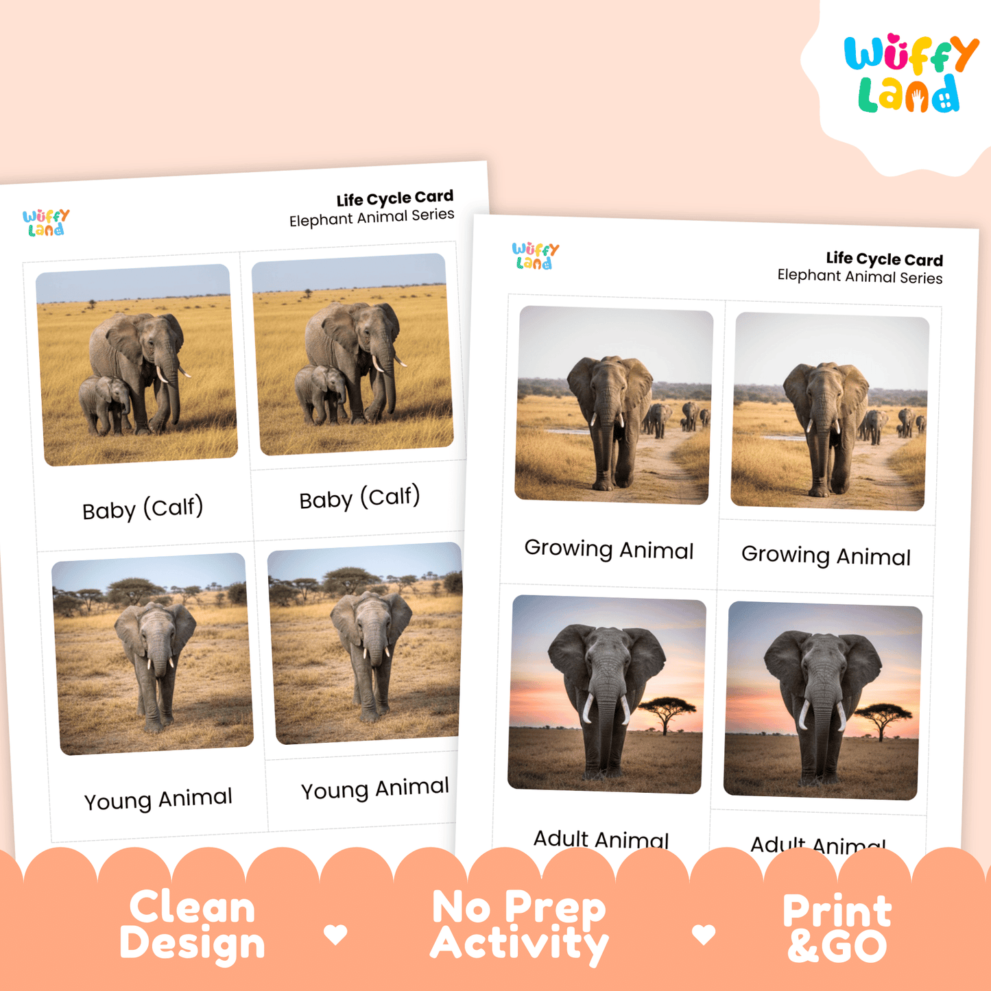 Elephant Life Cycle Montessori 3-Part Cards - Science Zoology Flashcards