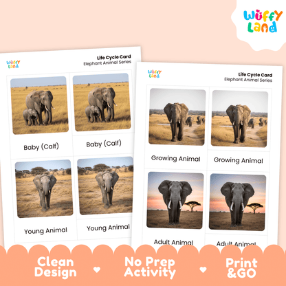 Elephant Life Cycle Montessori 3-Part Cards - Science Zoology Flashcards