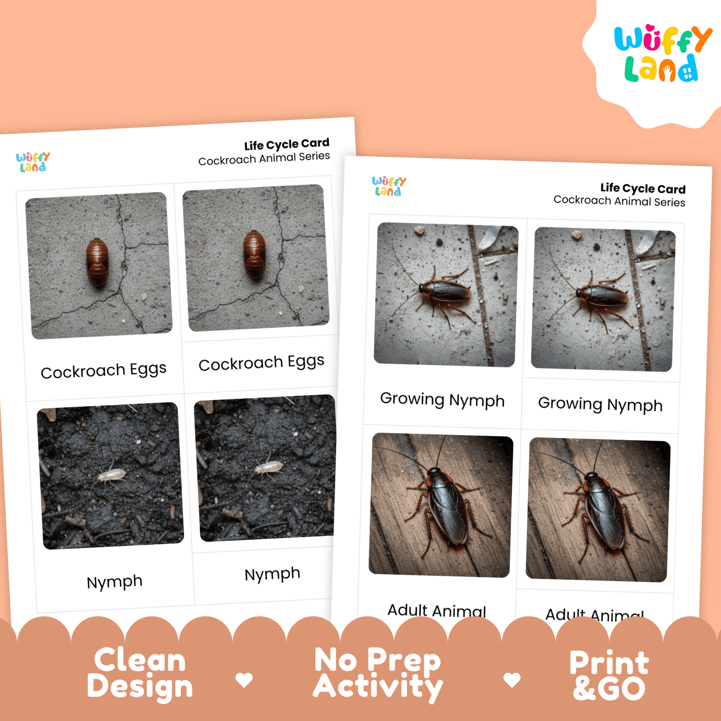 Cockroach Life Cycle Montessori 3-Part Cards - Science Zoology Insect Flashcards
