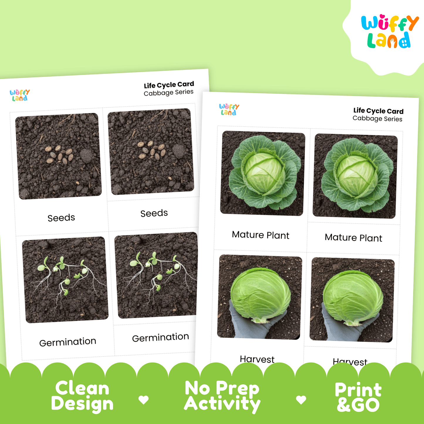 Cabbage Life Cycle Flashcards Montessori 3 Part Cards Science Activity Garden