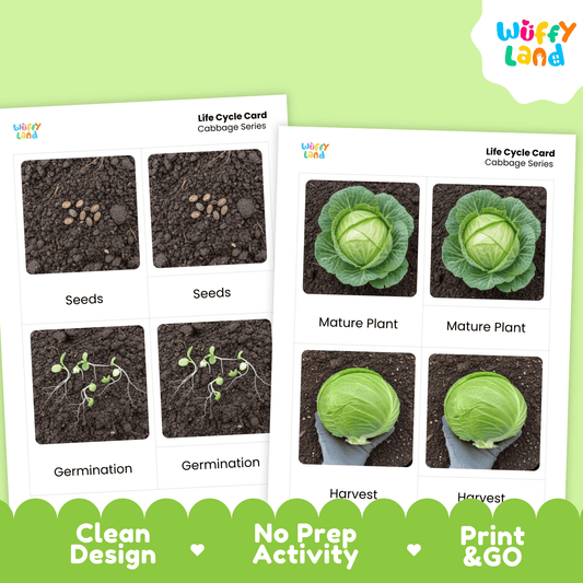 Cabbage Life Cycle Flashcards Montessori 3 Part Cards Science Activity Garden