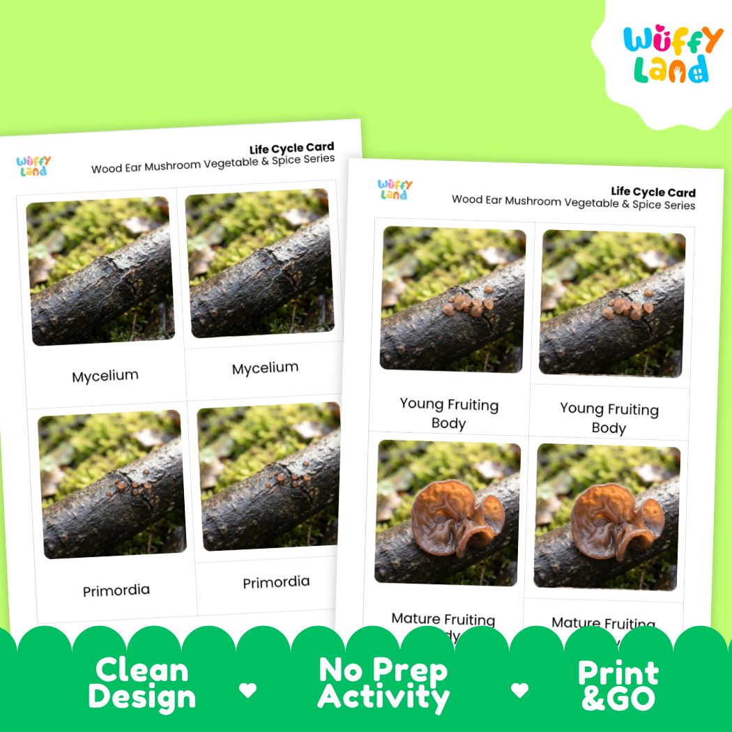 Wood Ear Mushroom Life Cycle Flashcards 3 Part Cards Montessori Science Printable