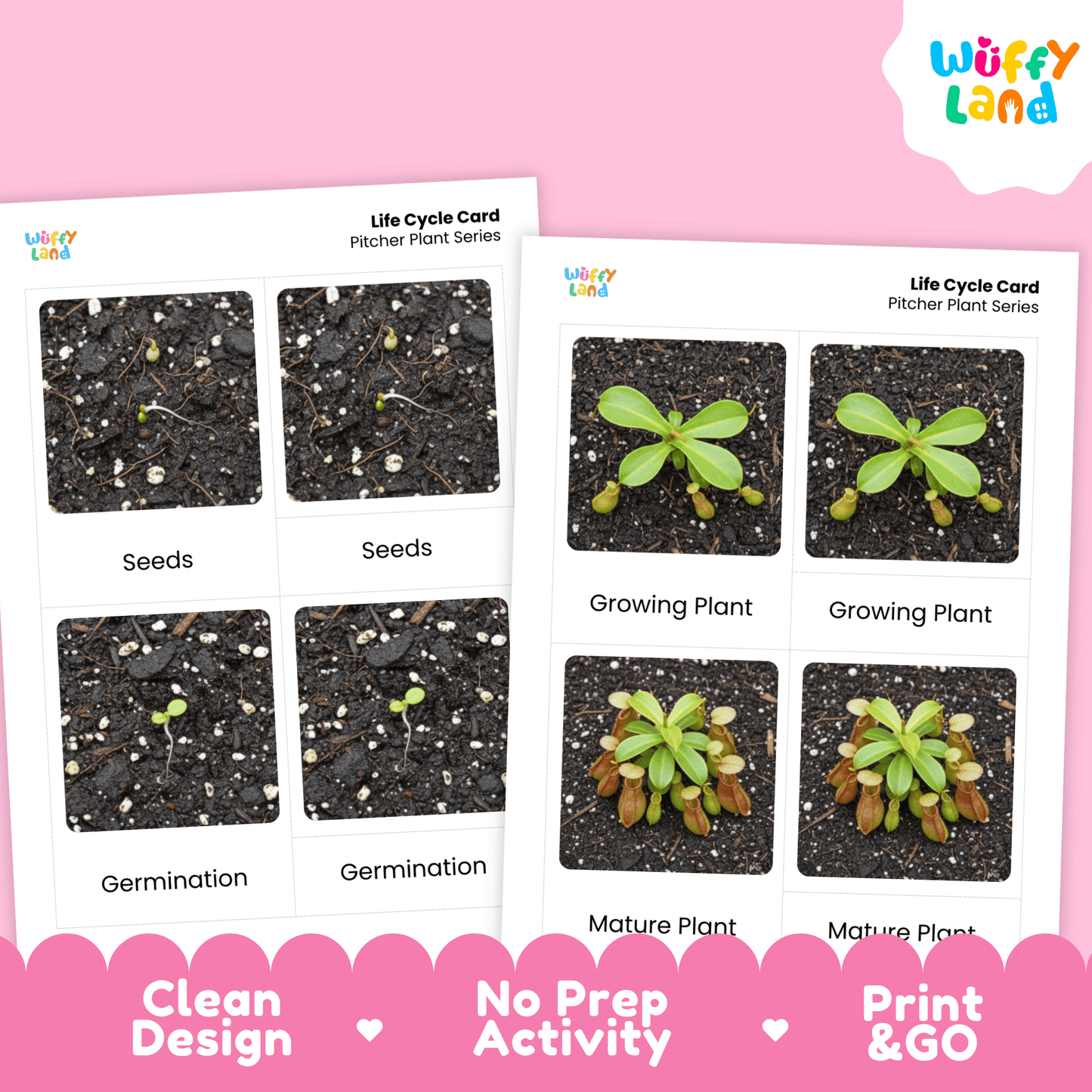 Pitcher Plant Life Cycle Montessori 3-Part Cards - Science Botany Flashcards Wuffyland