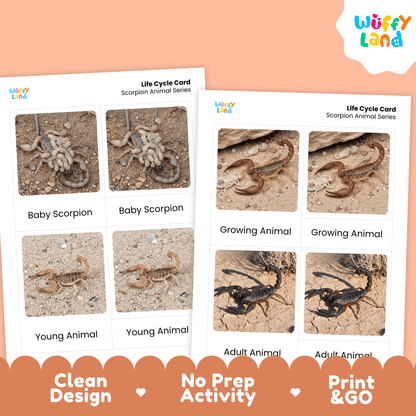 Scorpion Life Cycle Montessori 3-Part Cards - Science Zoology Arachnid Flashcard