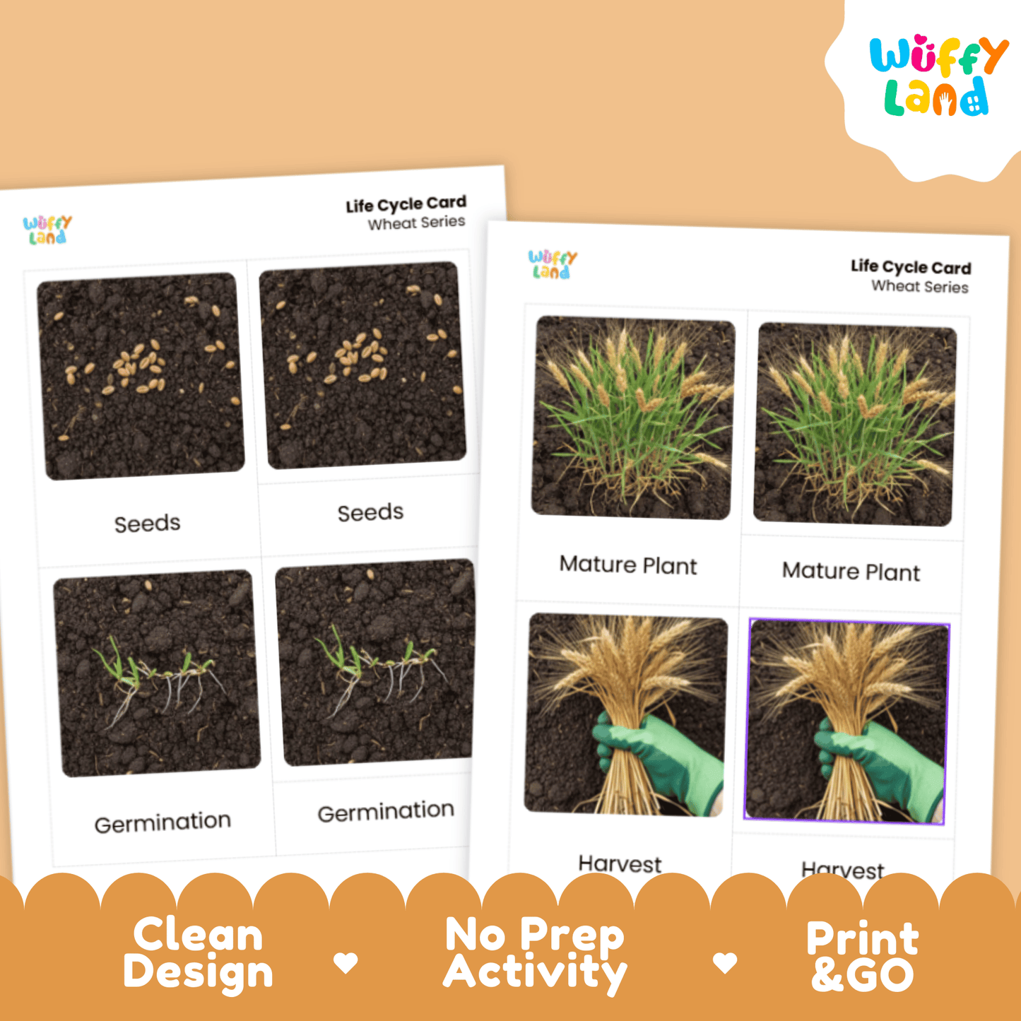 Wheat Life Cycle Montessori 3-Part Cards - Science Botany Flashcards