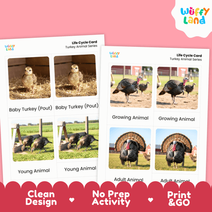Turkey Life Cycle Montessori 3-Part Cards - Science Zoology Flashcards
