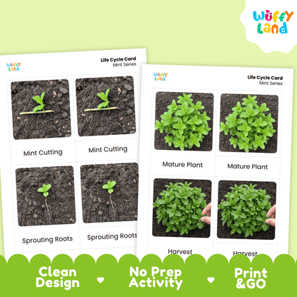 Mint Life Cycle Montessori 3-Part Cards - Science Botany Flashcards