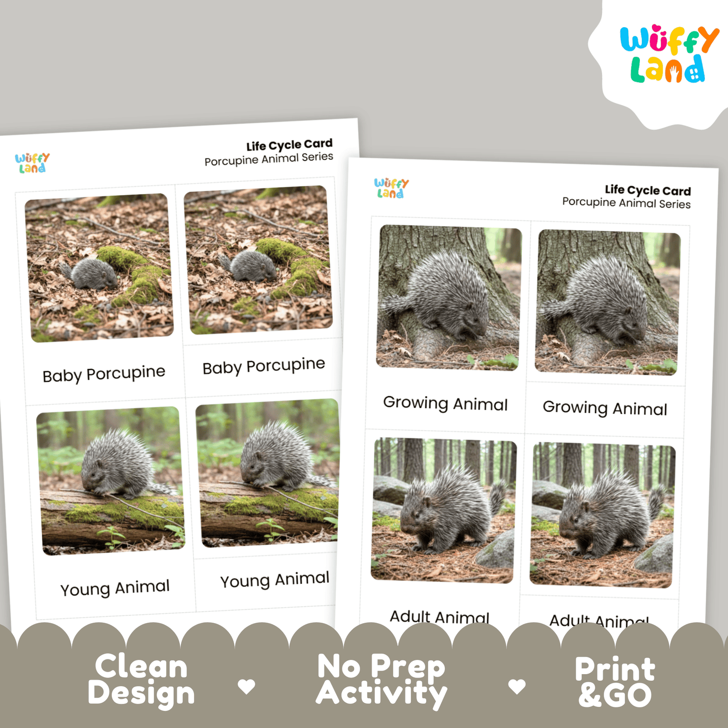 Porcupine Life Cycle Montessori 3-Part Cards - Science Zoology Mammal Flashcards