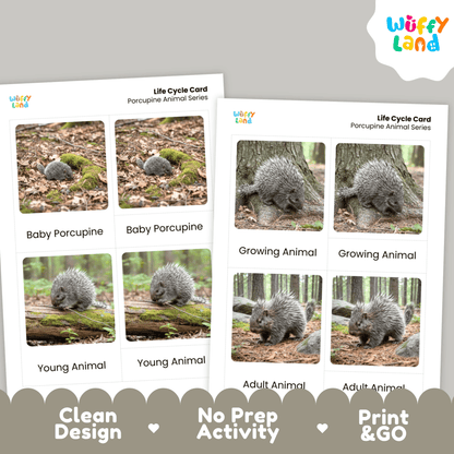 Porcupine Life Cycle Montessori 3-Part Cards - Science Zoology Mammal Flashcards