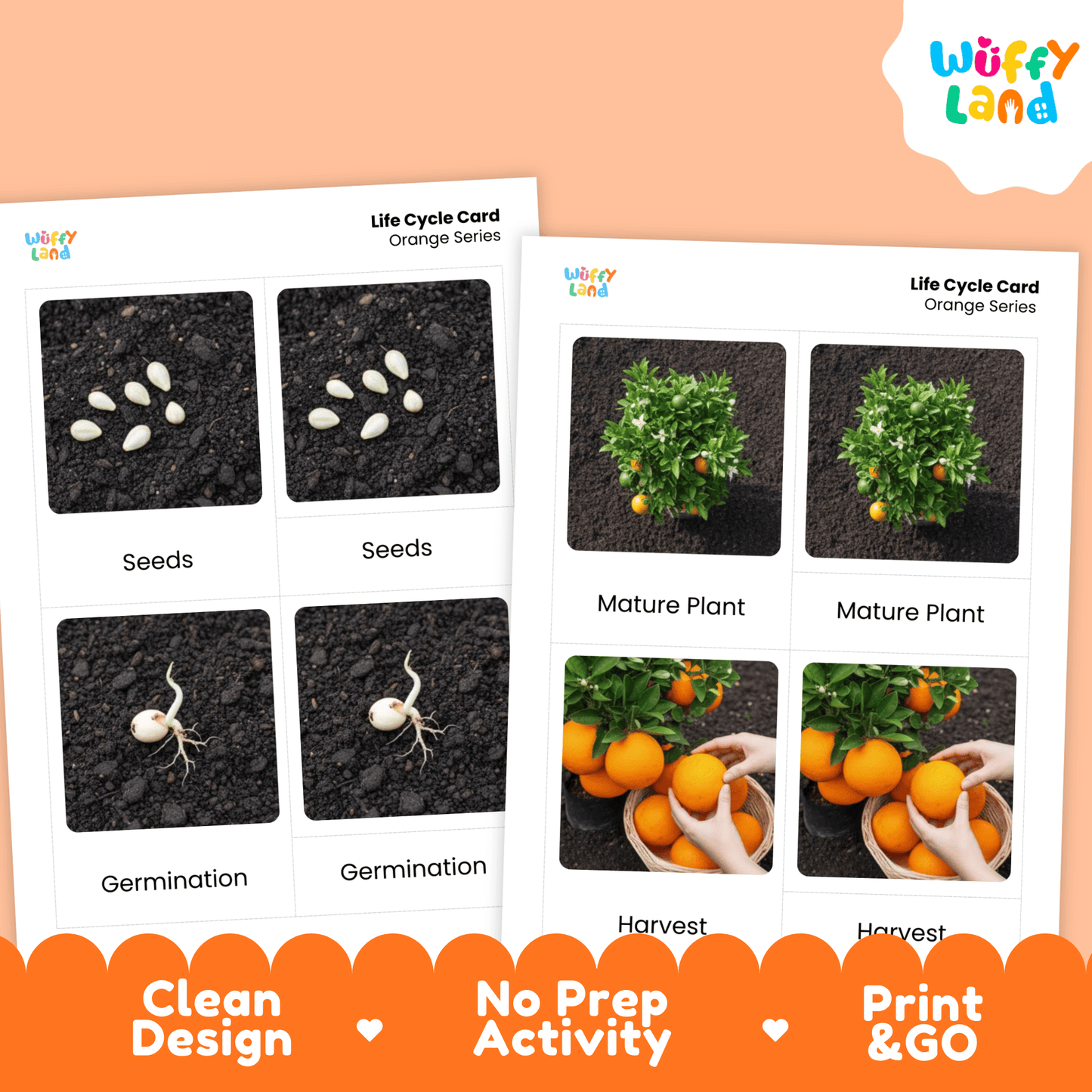 Orange Life Cycle Montessori 3-Part Cards - Science Botany Flashcards