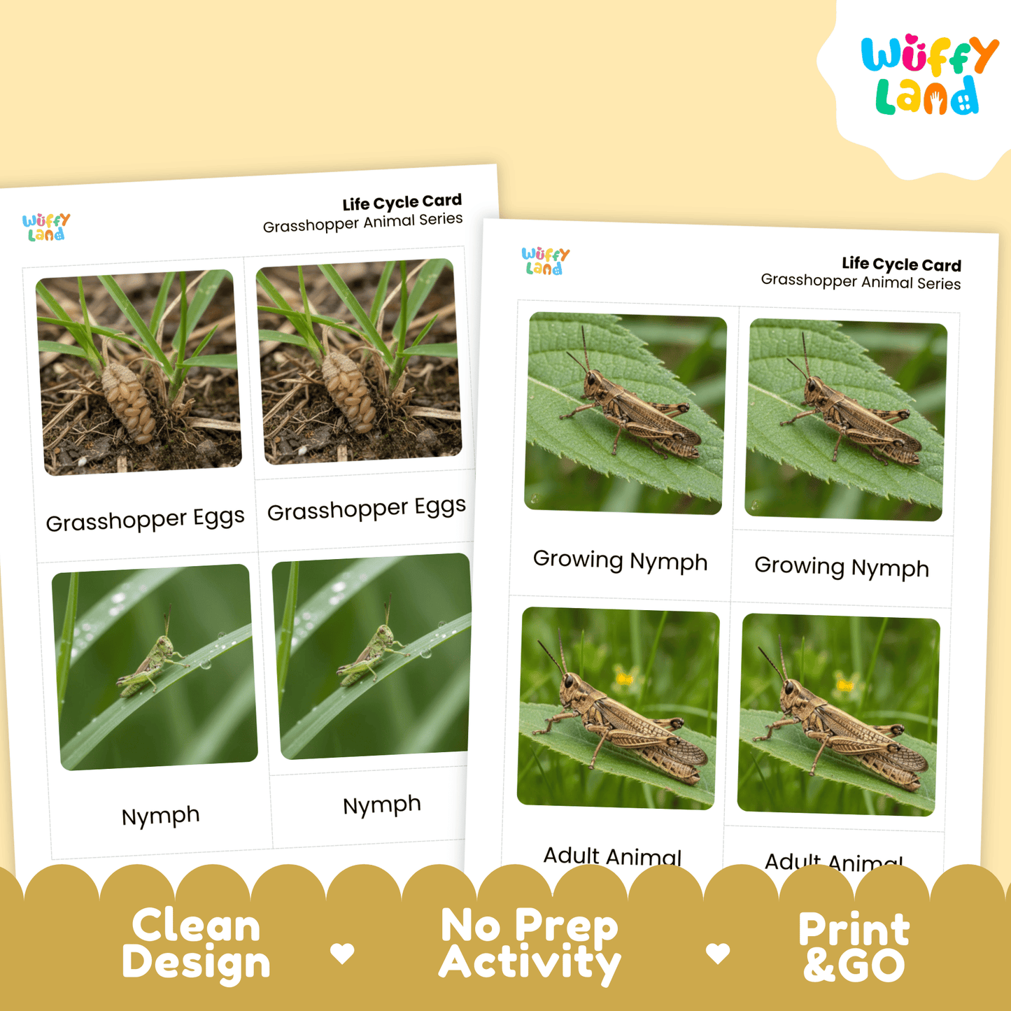 Grasshopper Life Cycle Montessori 3-Part Cards Science Zoology Insect Flashcards