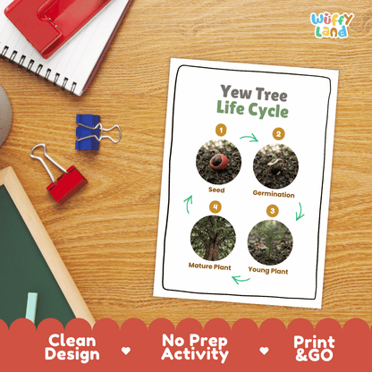 Yew Tree Life Cycle Poster and Cut and Paste Activity Worksheet
