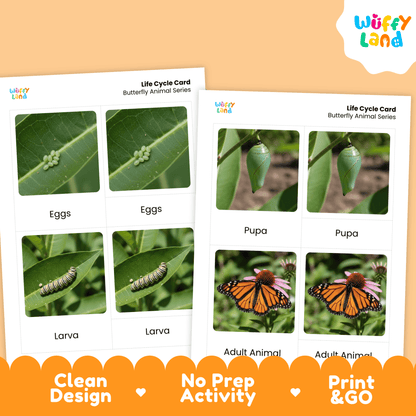 Butterfly Life Cycle Montessori 3-Part Cards - Science Zoology Flashcards