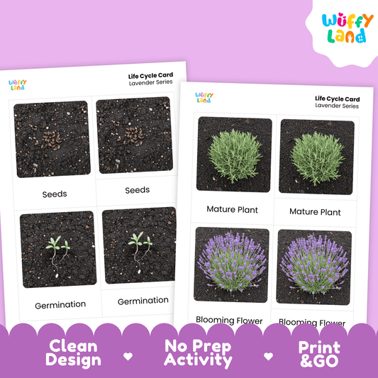 Lavender Life Cycle Montessori 3-Part Cards - Science Botany Flashcards
