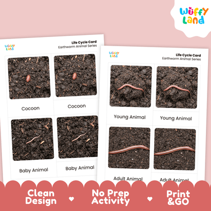 Earthworm Life Cycle Montessori 3-Part Cards - Science Zoology Invertebrate