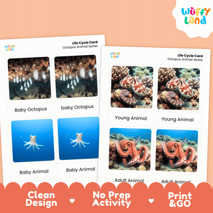 Octopus Life Cycle Montessori 3-Part Cards - Science Zoology Marine Flashcards