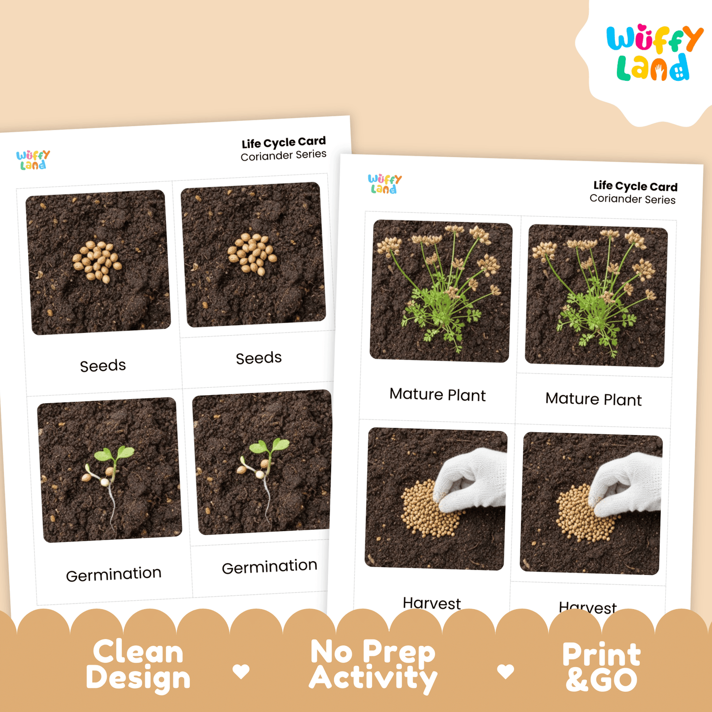 Coriander Life Cycle Montessori 3-Part Cards - Science Botany Flashcards