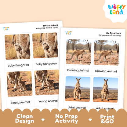 Kangaroo Life Cycle Montessori 3-Part Cards Science Zoology Marsupial Flashcards