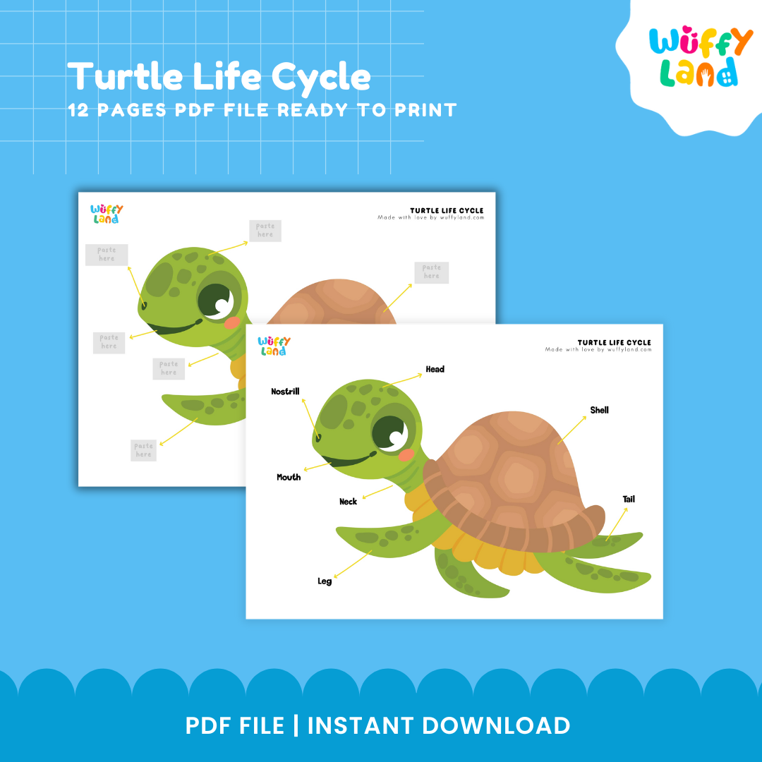 Turtle Life Cycle Educational - kids activities printable