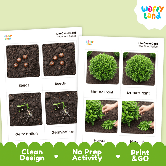 Tea Plant Life Cycle Montessori 3-Part Cards - Science Botany Flashcards