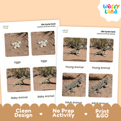 Lizard Life Cycle Montessori 3-Part Cards - Science Zoology Flashcards