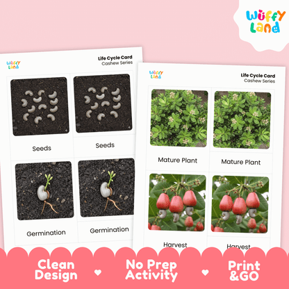 Cashew Life Cycle Montessori 3-Part Cards - Science Botany Flashcards