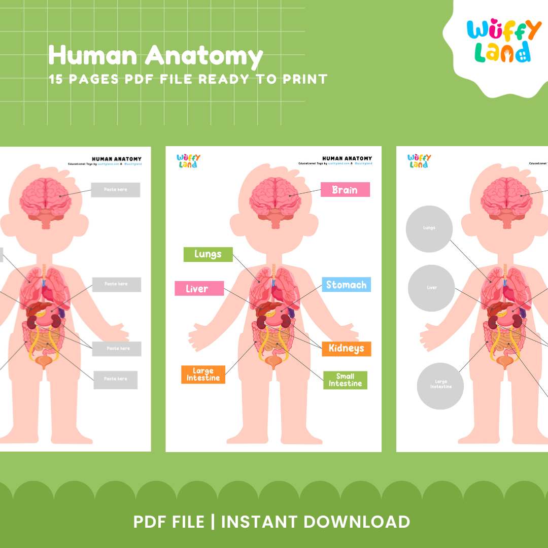 Human Anatomy