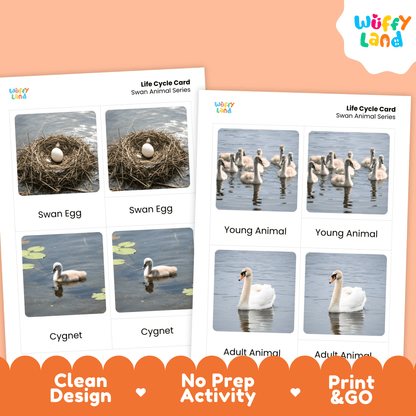 Swan Life Cycle Montessori 3-Part Cards - Science Zoology Bird Flashcards