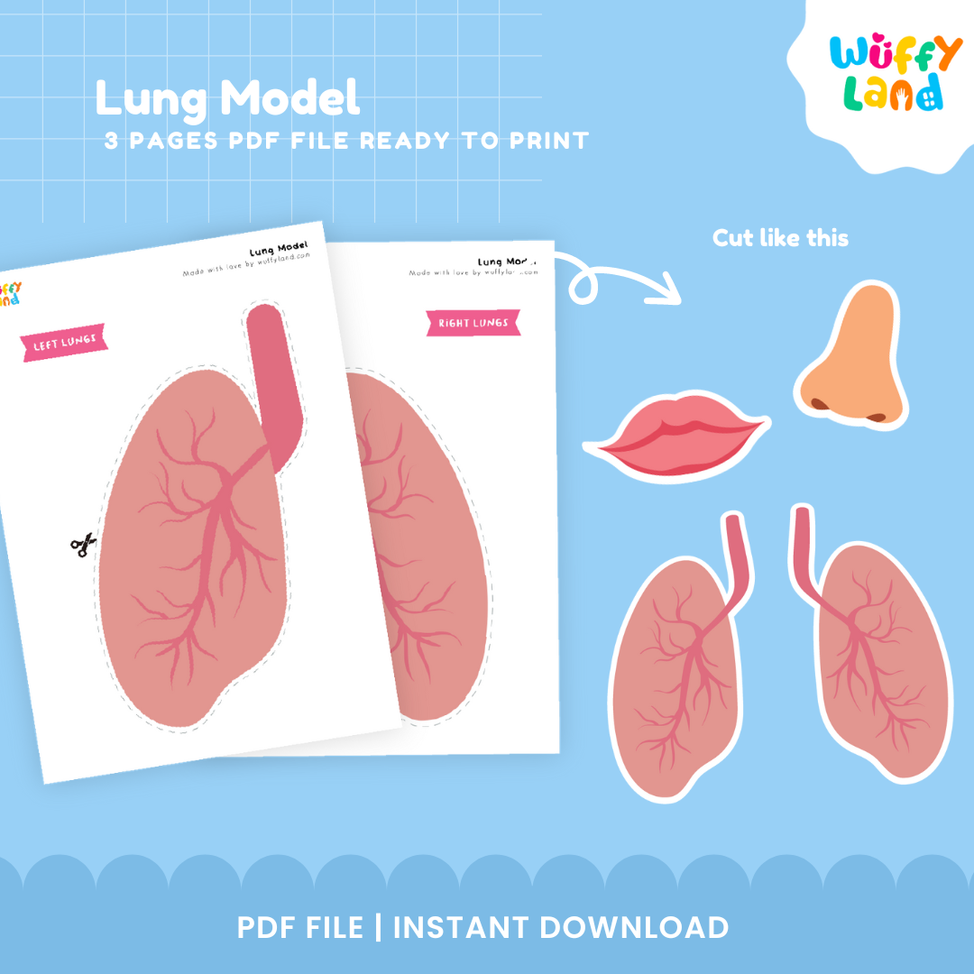 Lung model