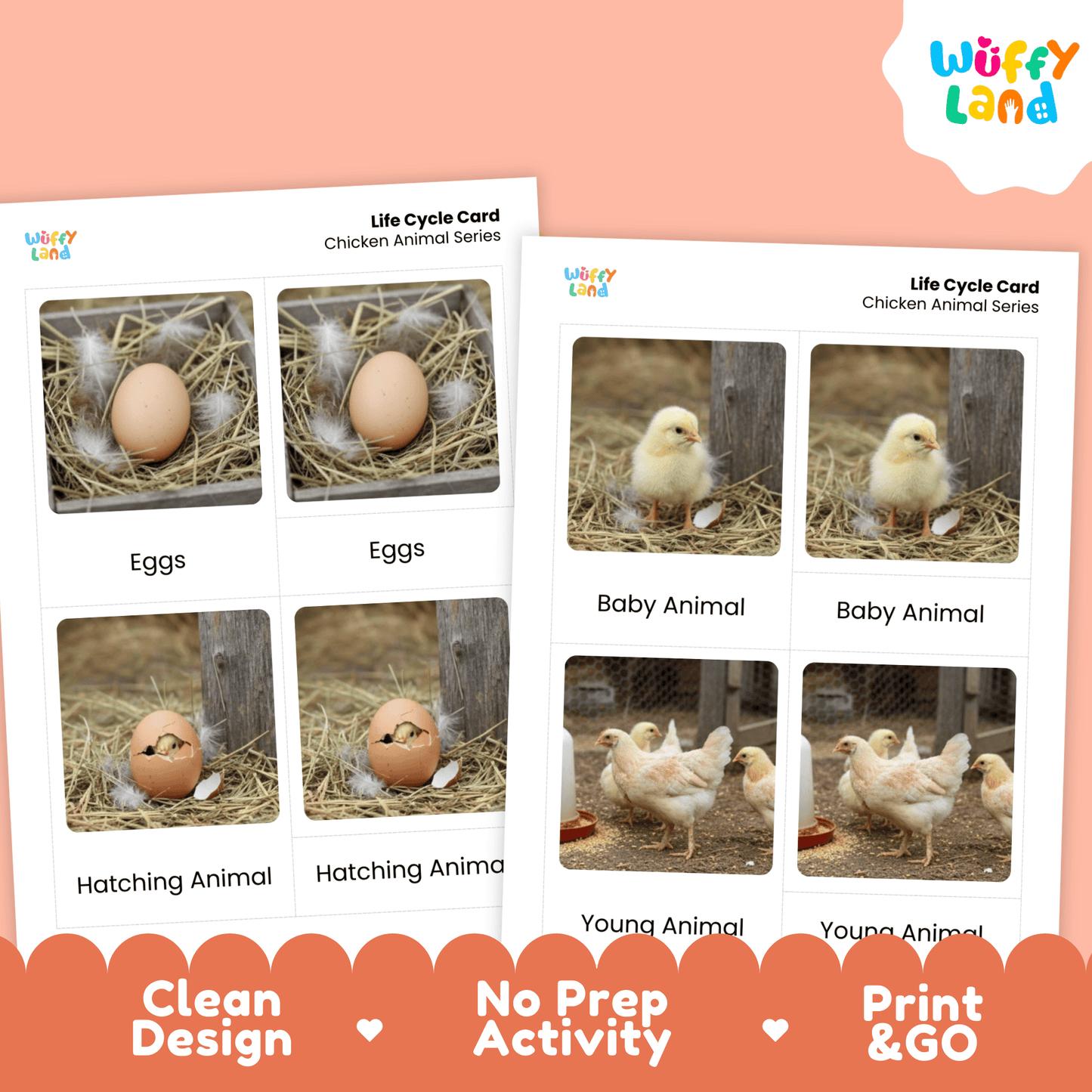 Chicken Life Cycle Montessori 3-Part Cards - Science Zoology Flashcards