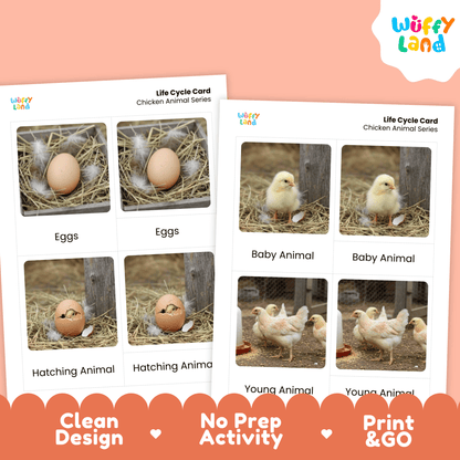 Chicken Life Cycle Montessori 3-Part Cards - Science Zoology Flashcards