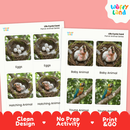 Parrot Life Cycle Montessori 3-Part Cards - Science Zoology Flashcards