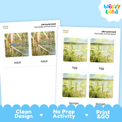 Damselfly Life Cycle Flashcards 3 Part Cards Montessori Science Printable
