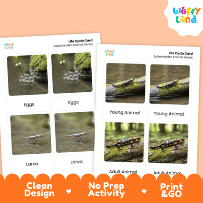Salamander Life Cycle Montessori 3-Part Cards - Science Zoology Flashcard