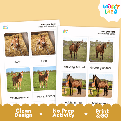 Horse Life Cycle Montessori 3-Part Cards - Science Zoology Flashcard