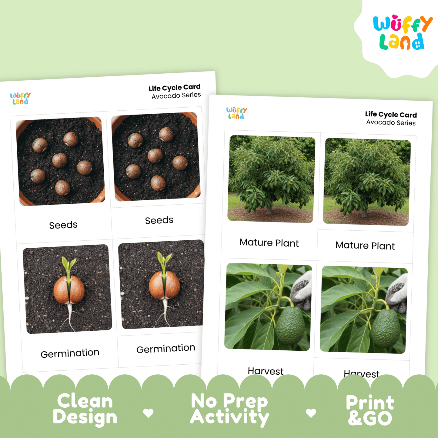 Avocado Life Cycle Montessori 3-Part Cards - Science Botany Flashcards