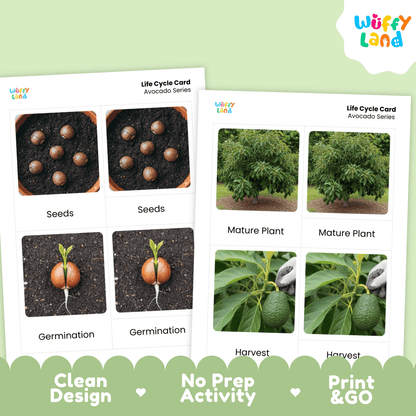 Avocado Life Cycle Montessori 3-Part Cards - Science Botany Flashcards