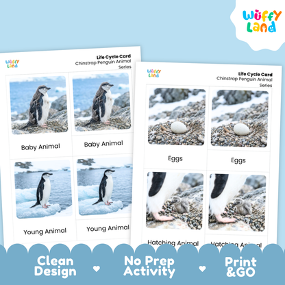 Chinstrap Penguin Life Cycle Flashcards | Montessori 3 Part Cards Science Activity