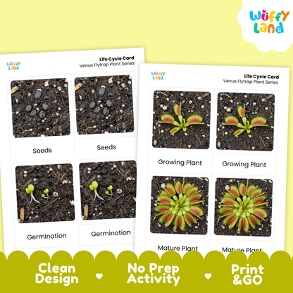 Venus Flytrap Life Cycle Montessori 3-Part Cards - Science Botany Flashcards