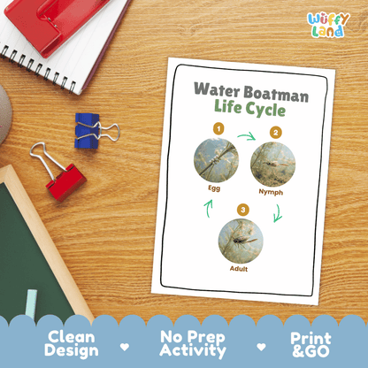 Water Boatman Life Cycle Poster and Cut and Paste Activity Worksheet