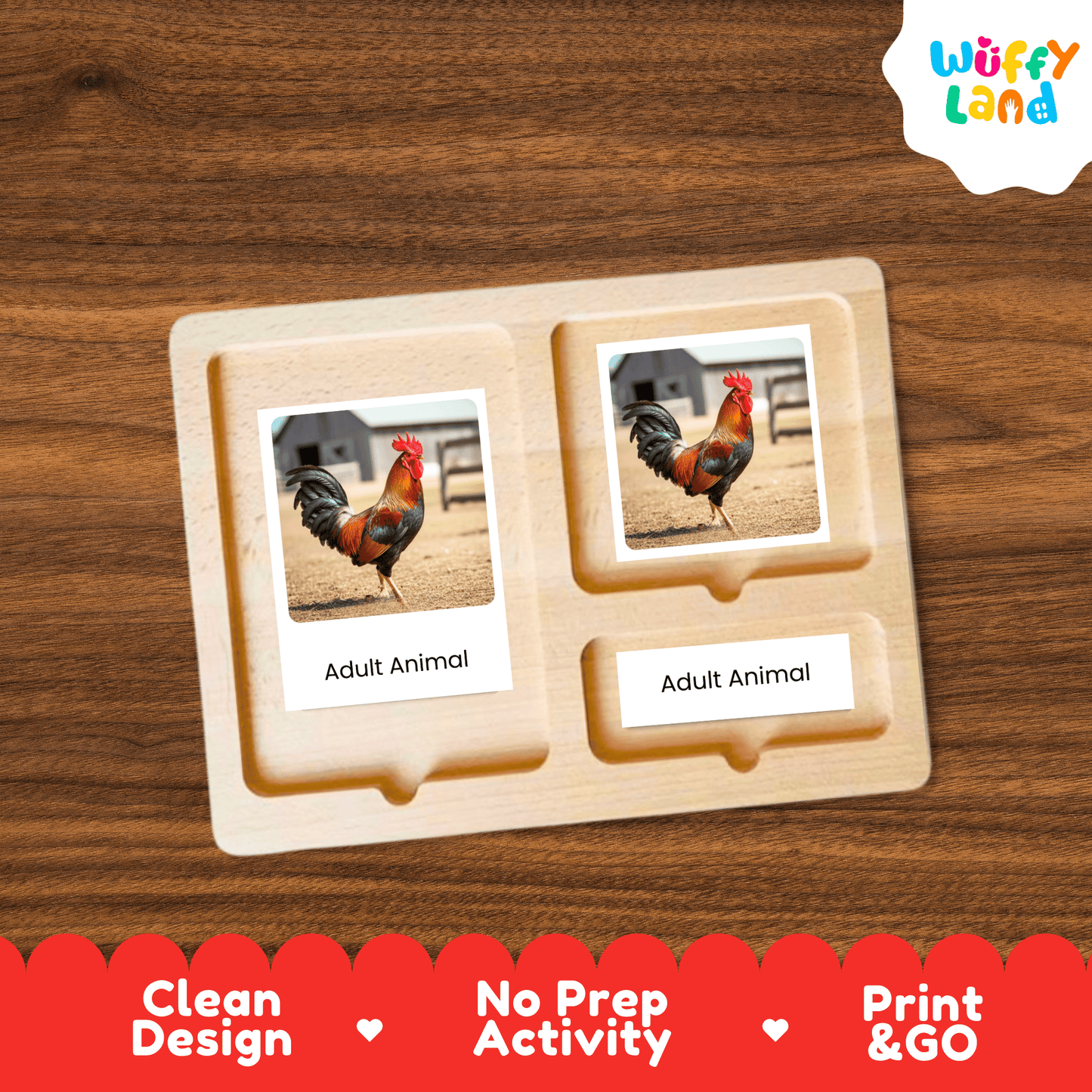 Rooster Life Cycle Montessori 3-Part Cards - Science Zoology Farm Bird Flashcard