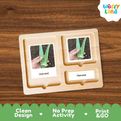 Aloe Vera Life Cycle Montessori 3-Part Cards - Science Botany Flashcards