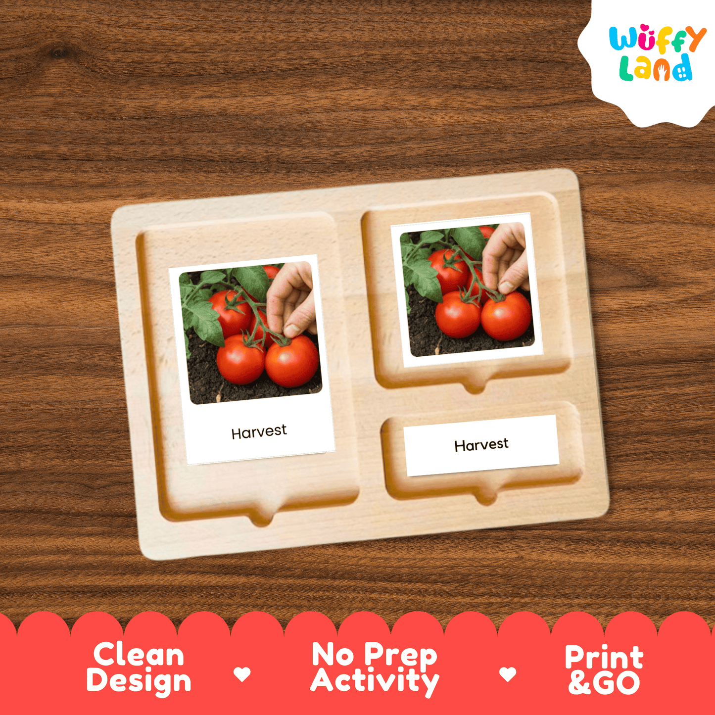 Tomato Life Cycle Flashcards Montessori 3 Part Cards Science Activity Garden