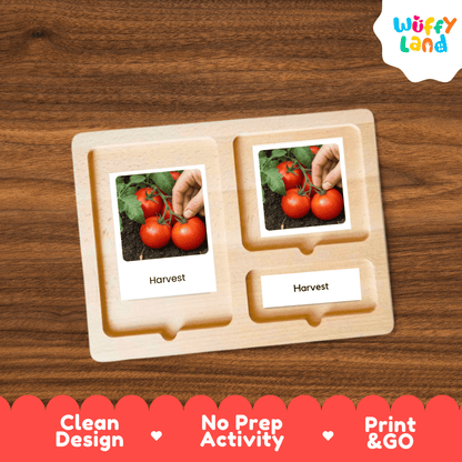 Tomato Life Cycle Flashcards Montessori 3 Part Cards Science Activity Garden