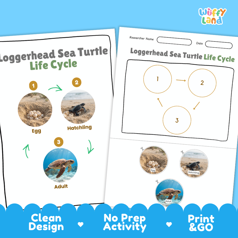 Loggerhead Sea Turtle Life Cycle Poster and Cut and Paste Worksheet Activity