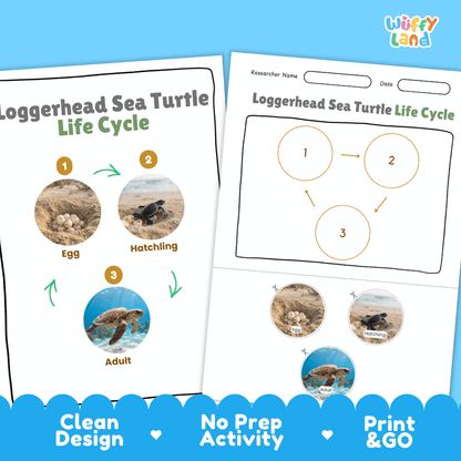Loggerhead Sea Turtle Life Cycle Poster and Cut and Paste Worksheet Activity