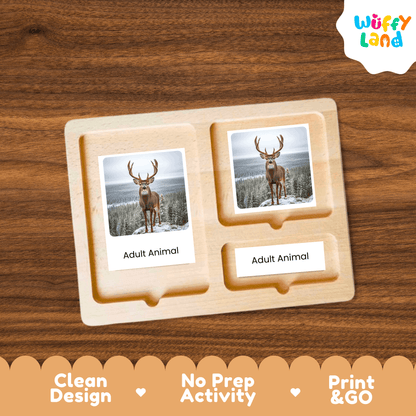 Deer Life Cycle Montessori 3-Part Cards - Science Zoology Mammal Flashcards