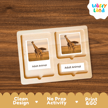 Giraffe Life Cycle Montessori 3-Part Cards - Science Zoology Flashcards