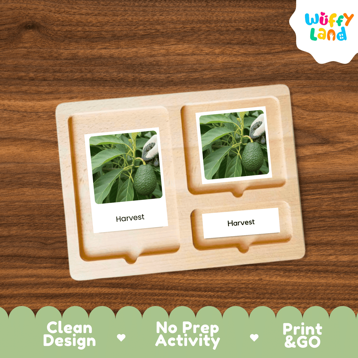 Avocado Life Cycle Montessori 3-Part Cards - Science Botany Flashcards